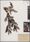 Foto von Salix cinerea L.